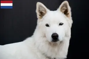 Read more about the article Coreia Jindo Criadores de cães e cachorros nos Países Baixos
