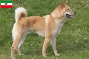 Read more about the article Coreia Jindo Criadores de cães e cachorros em Renânia do Norte-Vestefália