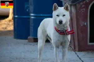 Read more about the article Coreia Jindo Criadores de cães e cachorros em Sarre