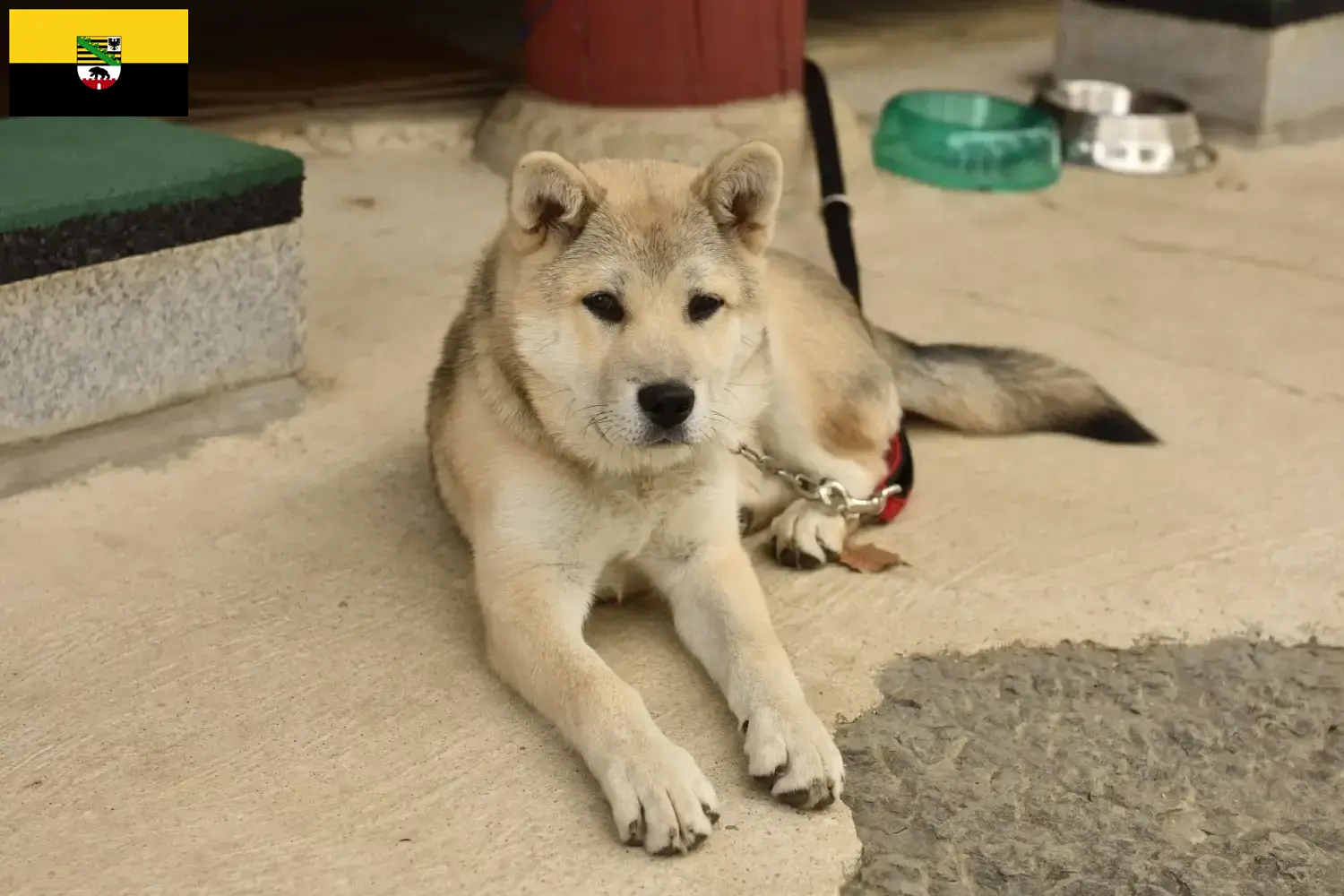 Read more about the article Coreia Jindo Criadores de cães e cachorros em Saxónia-Anhalt