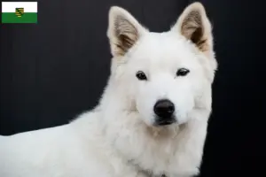 Read more about the article Coreia Jindo Criadores de cães e cachorros em Saxónia