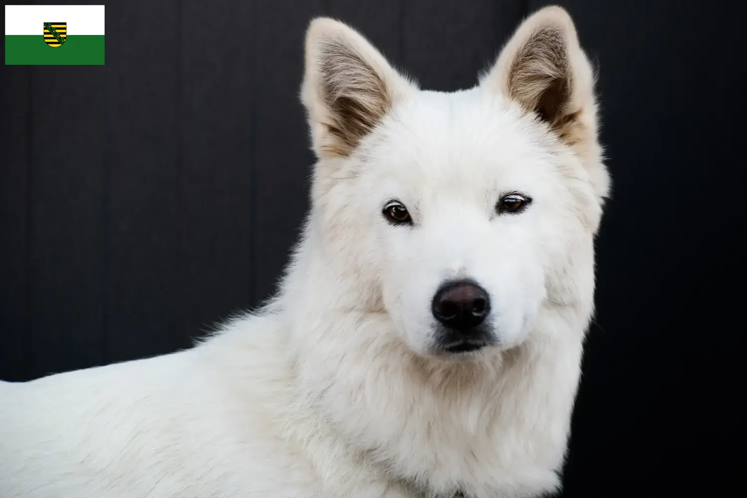 Read more about the article Coreia Jindo Criadores de cães e cachorros em Saxónia