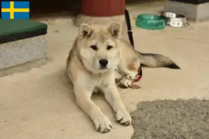 Read more about the article Coreia Jindo Criadores de cães e cachorros na Suécia