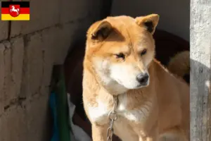 Read more about the article Coreia Jindo Criadores de cães e cachorros na Baixa Saxónia