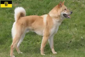 Read more about the article Coreia Jindo Criadores de cães e cachorros em Baden-Württemberg