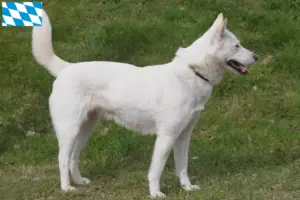 Read more about the article Coreia Jindo Criadores de cães e cachorros em Bavaria