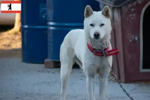 Read more about the article Coreia Jindo Criadores de cães e cachorros em Berlim