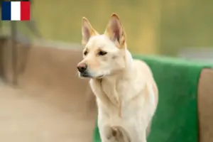 Read more about the article Coreia Jindo Criadores de cães e cachorros em França