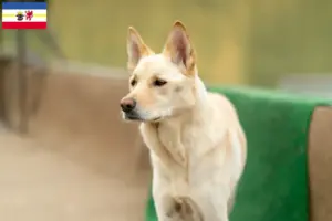 Read more about the article Coreia Jindo Criadores de cães e cachorros em Mecklenburg-Vorpommern