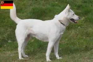 Read more about the article Coreia Jindo Criadores de cães e cachorros em Renânia-Palatinado