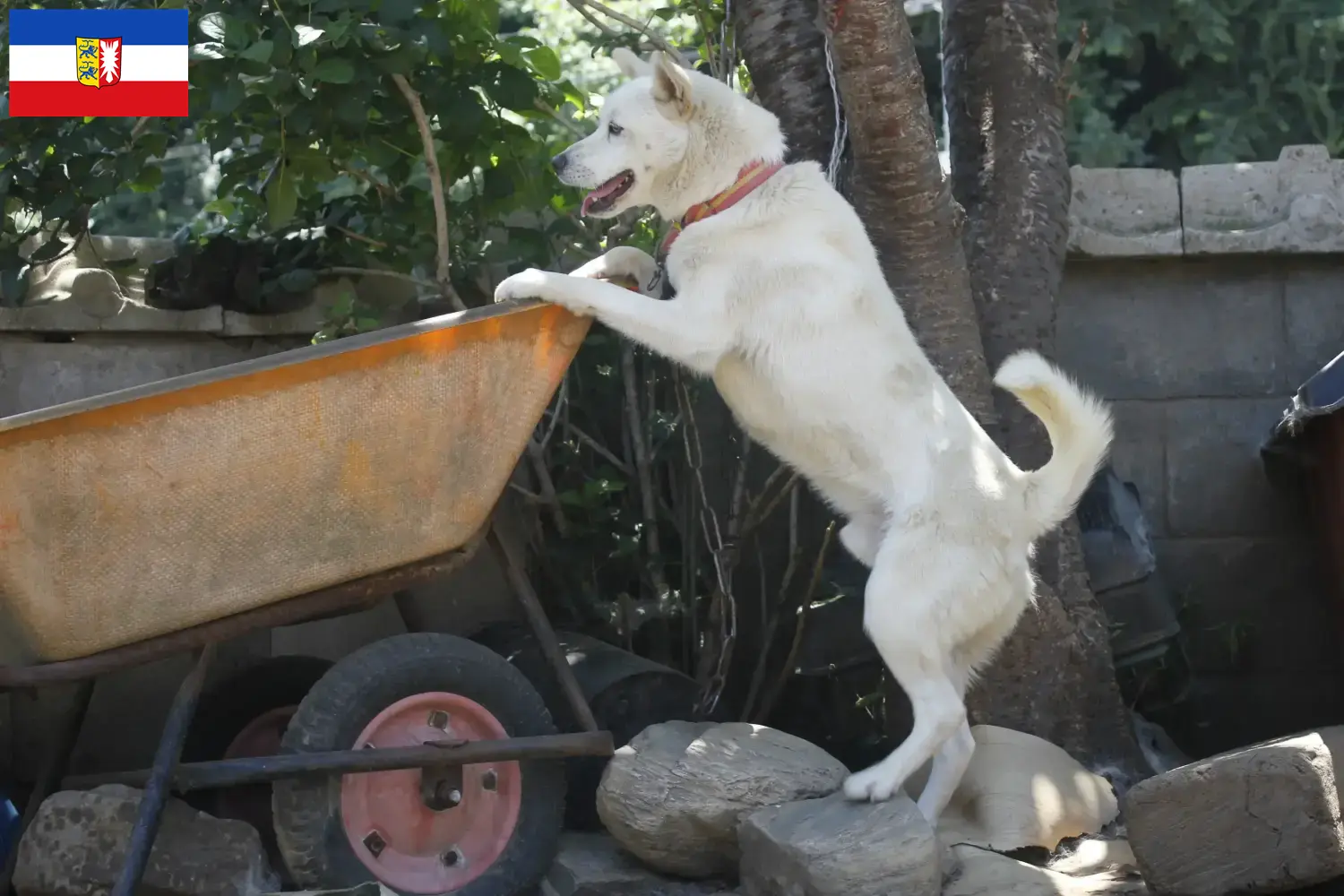 Read more about the article Coreia Jindo Criadores de cães e cachorros em Schleswig-Holstein
