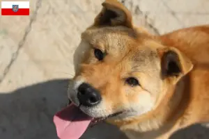 Read more about the article Coreia Jindo Criadores de cães e cachorros em Thuringia