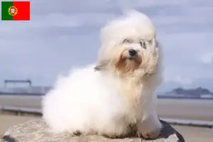 Read more about the article Criadores de Coton de Tuléar e cachorros em Portugal