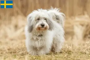 Read more about the article Criadores de Coton de Tuléar e cachorros na Suécia