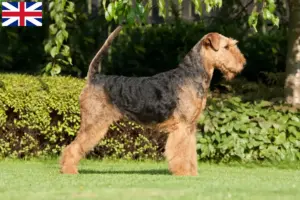 Read more about the article Criadores de Airedale Terrier e cachorros na Grã-Bretanha