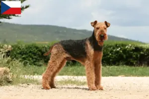Read more about the article Criadores de Airedale Terrier e cachorros na República Checa