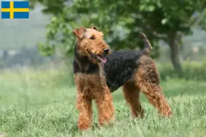 Read more about the article Criadores de Airedale Terrier e cachorros na Suécia
