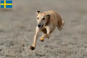 Read more about the article Criadores de galgos e cachorros na Suécia