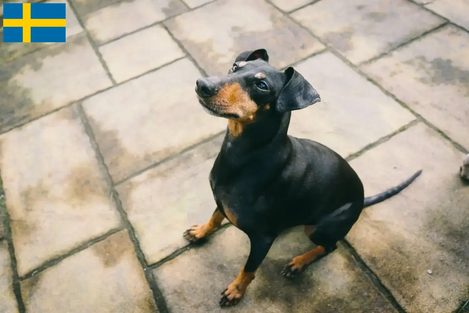 Filhotes e criadores de Manchester Terrier Suécia Encontre aqui criadores de Manchester Terrier na Suécia.