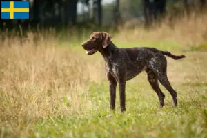 Read more about the article Criadores de pelo curto alemão e cachorros na Suécia