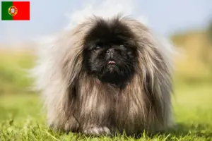 Read more about the article Criadores de pequinês e cachorros em Portugal