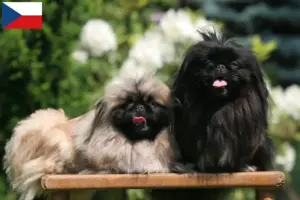 Read more about the article Criadores de pequinês e cachorros na República Checa