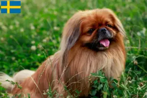 Read more about the article Criadores de pequinês e cachorros na Suécia