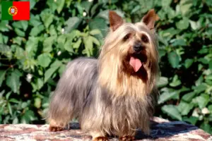 Read more about the article Criadores de Silky Terrier Australiano e cachorros em Portugal