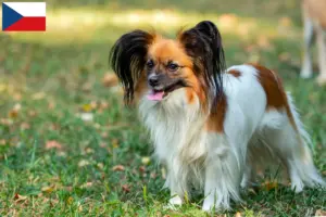 Read more about the article Criador de Spaniel Anão Continental e cachorros na República Checa
