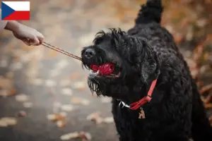 Read more about the article Criador de Terrier Preto Russo e cachorros na República Checa