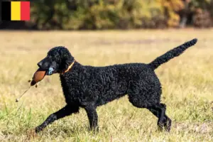 Read more about the article Criadores de Curly Coated Retriever e cachorros na Bélgica