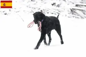 Read more about the article Criadores de Curly Coated Retriever e cachorros em Espanha