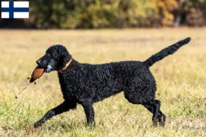 Read more about the article Criadores de Curly Coated Retriever e cachorros na Finlândia