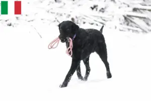 Read more about the article Criadores de Curly Coated Retriever e cachorros em Itália