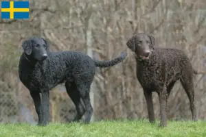 Read more about the article Criadores de Curly Coated Retriever e cachorros na Suécia