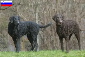 Read more about the article Criadores de Curly Coated Retriever e cachorros na Eslovénia