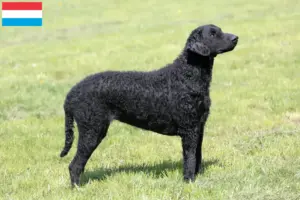 Read more about the article Criadores de Curly Coated Retriever e cachorros no Luxemburgo