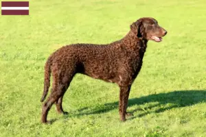 Read more about the article Criadores de Curly Coated Retriever e cachorros na Letónia