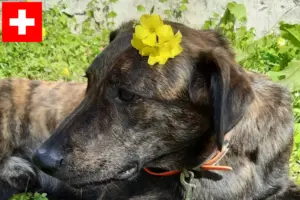 Read more about the article Criadores de Cursinu e cachorros na Suíça