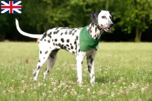 Read more about the article Criadores de dálmatas e cachorros na Grã-Bretanha