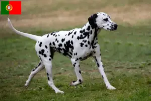 Read more about the article Criadores de dálmatas e cachorros em Portugal