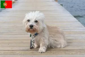Read more about the article Dandie Dinmont Terrier criadores e cachorros em Portugal