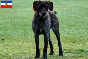 Read more about the article Criadores de Stichelhaar alemão e cachorros em Schleswig-Holstein