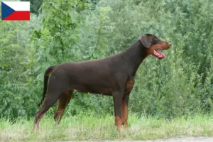 Read more about the article Criadores de Doberman e cachorros na República Checa