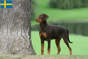 Read more about the article Criadores de Doberman e cachorros na Suécia