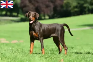 Read more about the article Criadores de Doberman e cachorros na Grã-Bretanha