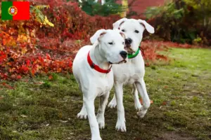 Read more about the article Criadores de Dogo Argentino e cachorros em Portugal