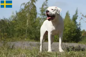 Read more about the article Criadores de Dogo Argentino e cachorros na Suécia