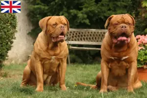 Read more about the article Criadores de Dogue de Bordeaux e cachorros na Grã-Bretanha