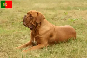 Read more about the article Criadores de Dogue de Bordeaux e cachorros em Portugal